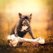 Зачем собаки закапывают кости