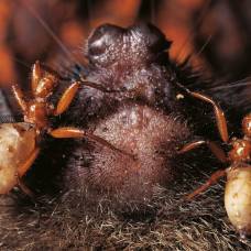 Mystacinobia zelandic - нелетучие мухи летучих мышей