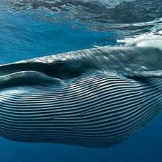 В мексиканском заливе обнаружили новый вид усатых китов