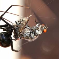 Пауки вида черная вдова (latrodectus mactans) ведут весьма необычный образ жизни