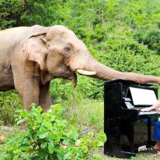 Британский пианист уже несколько лет играет слонам