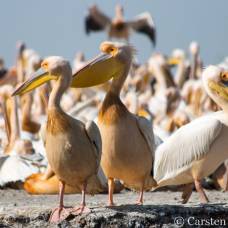 В птичьем заповеднике в сенегале обнаружили 750 мертвых пеликанов
