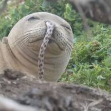 Откуда на гавайях тюлени с угрями в ноздрях