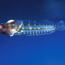 Пандемическая собачка (лат. coralliozetus clausus) - новый вид лучепёрых рыб