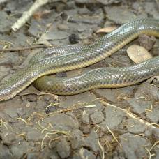 В мьянме обнаружили новый род и вид змей