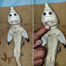 Внутри акулы нашли детеныша с «человеческим» лицом