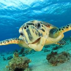 Как майонез помогает спасать морских черепах