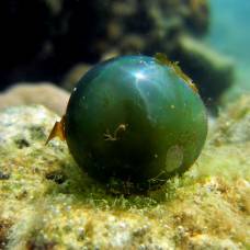 Валония пузатая, «водоросль-пузырь», или «морская виноградина» (лат. ventricaria ventricosa)
