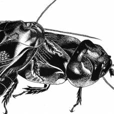 Почему тараканы едят друг друга