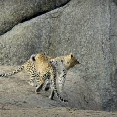 Пока мамы нет дома: как детеныши леопарда коротают время