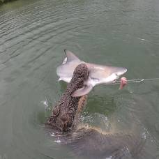 Голодный гребнистый крокодил украл пойманную рыбаками акулу