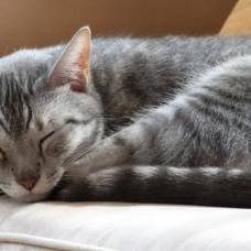 Почему животные так любят поспать