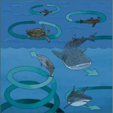 Почему черепахи, акулы и пингвины плавают кругами