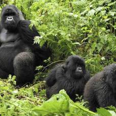 Горные гориллы способны нормально развиваться, даже если в раннем возрасте лишились матери