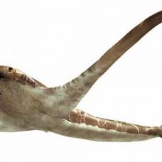 Ученые открыли новый вид древней «крылатой» акулы