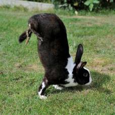 Из-За неудачной селекции появились кролики, которые ходят на передних лапах