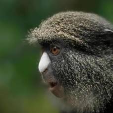 Самки обезьян «нанимают» самцов для защиты от хищников