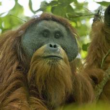 Орангутаны тапанули могут стать первым вымершим в наше время видом человекообразных обезьян