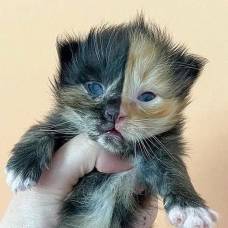 Двуликий котёнок-химера родился в сша