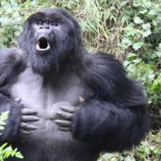 Ученые нашли еще одну причину, по которой гориллы бьют себя в грудь