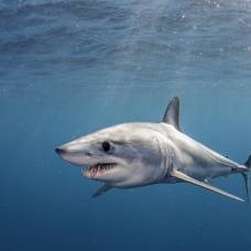 Правда ли, что акула может учуять кровь за несколько километров