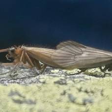 Найденное в косово насекомое назвали в честь коронавируса