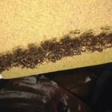 Как муравьи образуют из своих тел сложнейшие мосты
