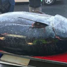 Рыбаки поймали 271-килограммового тунца