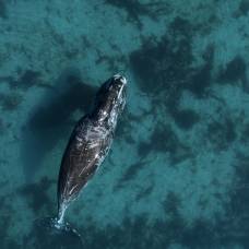 Отказавшиеся мигрировать на зиму киты возвестили о разрушении экосистемы арктики