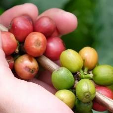 Coffea stenophylla - сорт кофе спасет человечество от глобального дефицита