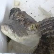 Ребенок заказал в интернете аквариумную рыбку и получил живого крокодила