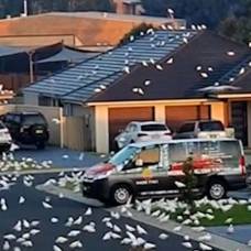 Тысячи попугаев вида корелла затерроризировали жителей города