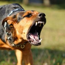 Выяснилось, с чем связано агрессивное поведение собак