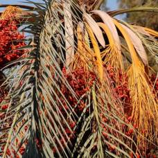 Учёные воскресили древнюю финиковую пальму и расшифровали её геном