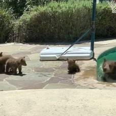 Как медвежье семейство в бассейне купалось