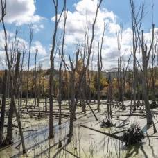 Как мертвые леса отравляют нашу планету