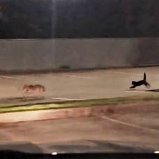 Кот прогнал койота на глазах у полицейского патруля