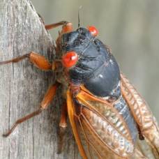 Почему цикады появляются на поверхности один раз в 17 лет?