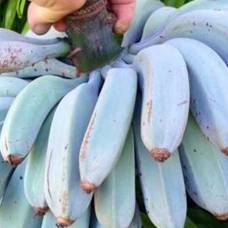Голубая ява - бананы со вкусом ванили