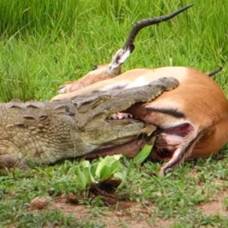 Чудесное спасение антилопы из пасти крокодила