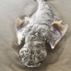 Мужчина нашел на пляже загадочное существо с «ангельскими крыльями»