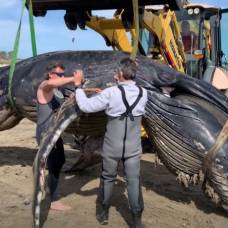 На юге франции нашли не водящегося в средиземном море горбатого кита