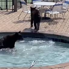 Семь медведей пришли на вечеринку у бассейна