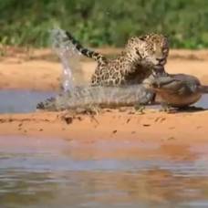 Крокодил испортил водопой гепарду и попал на видео