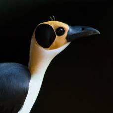 Западная лысая ворона (лат. picathartes gymnocephalus)