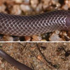 В лесах гвинеи обнаружен новый вид змей - atractaspis branchi