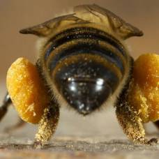 Пыльцевые корзиночки пчелы