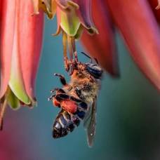 Рабочие пчелы из южной африки способны клонировать себя миллионы раз