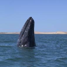 Самца серого кита заподозрили в рекордном путешествии длиной 27 тысяч километров