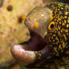 Мурена-Ехидна: рыба, которая умеет питаться на суше